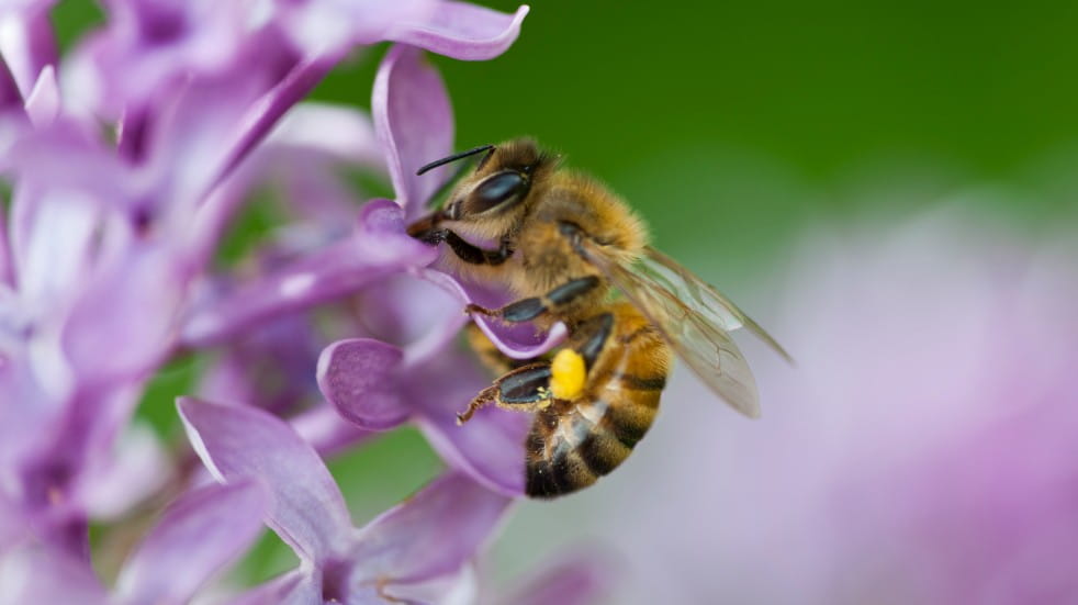 Free events in May 2021 honeybee on flower